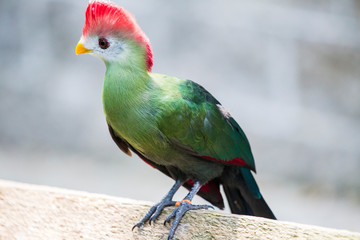 Curious Bird