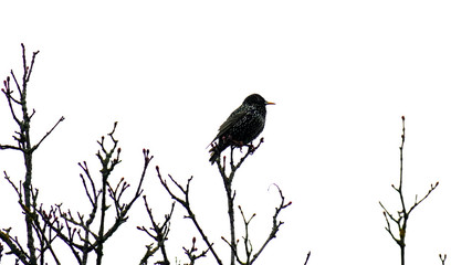 a starling perched on a maple tree on a rainy day in spring