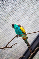 Colorful Little Bird