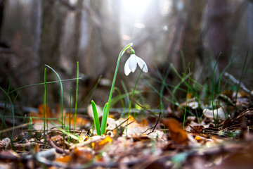 The first snowdrops in the forest. Spring primrose - the mood of hope, spring and renewal, a new life. Blurred dark background with a ray of sunlight in the center. A closeup of a flower.