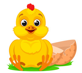 A chicken sits near an egg shell on a white. Isolated, character