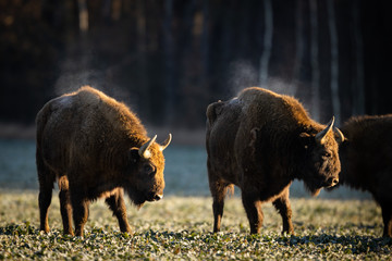 European bison - Bison bonasus in the Knyszyn Forest (Poland)