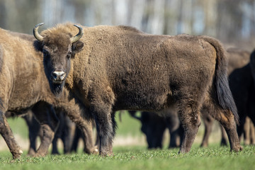 European bison - Bison bonasus in the Knyszyn Forest (Poland) © szczepank