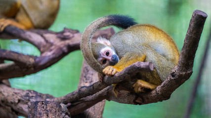 Leaf Monkey Macaque Wildlife Animal 