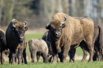 European bison - Bison bonasus in the Knyszyn Forest (Poland) © szczepank