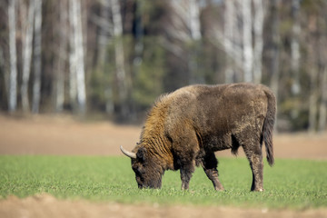 European bison - Bison bonasus in the Knyszyn Forest (Poland) © szczepank