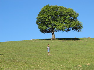 O menino e a árvore