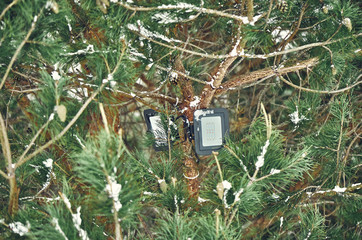 Tree-mounted led spotlight on the pine branch in the winter pine forest