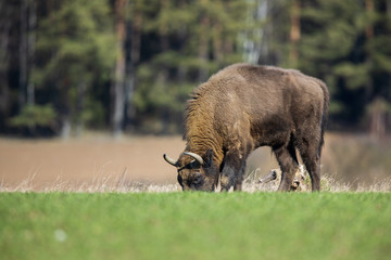 European bison - Bison bonasus in the Knyszyn Forest (Poland)