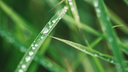 Water Drops On Leaf