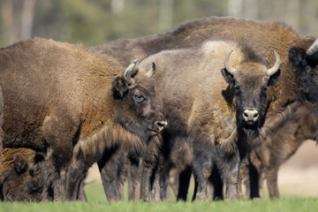 European bison - Bison bonasus in the Knyszyn Forest (Poland) © szczepank