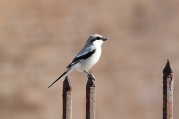 Obraz premium pie grièche à tête grise