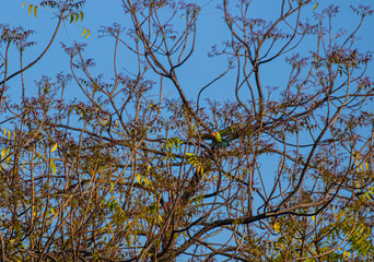 Obraz premium brown headed barbet taking flight from a tree