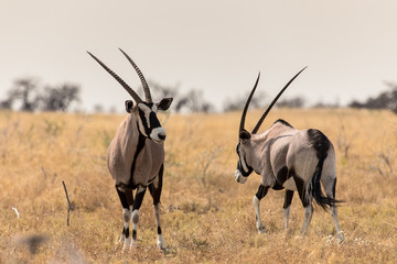Oryx in der Savanne im Herzen des Etosha Nationalparks, Namibia