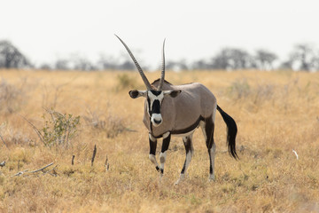 Oryx in the savannah in the heart of Etosha National Park, Namibia