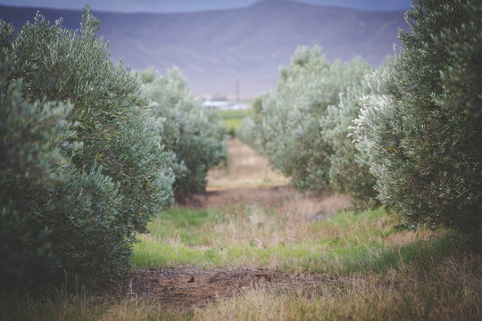 Image of an olive orchard on a farm in South Africa