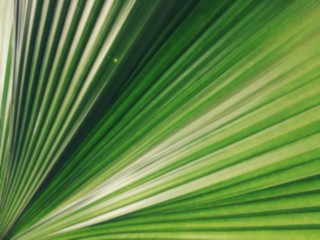 Fototapeta premium Full frame of palm leaf background.