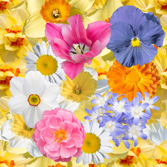 Seamless floral pattern with spring flowers  primrose, Narcissus.tulip, pansy, heliodoxa, marigold, chamomile.