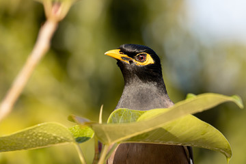 myna bird drinking dew drops on a leaf
