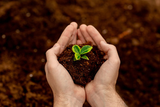 A men's hands holding soil with seedling. Gardening, ecology concept. Environmental protection