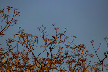 brown headed barbet taking flight from a tree