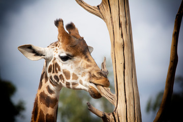 portrait of giraffe