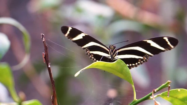 macro closeup of a zebra longwing butterfly, tropical insect specie from America
