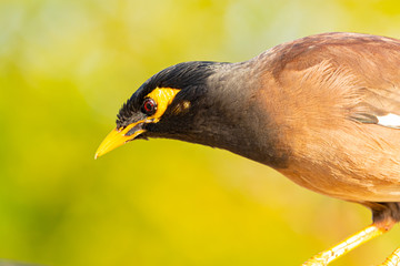 myna bird drinking dew drops on a leaf