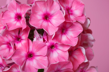 Fragment inflorescence of pink phlox isolated on a pink background, close-up.