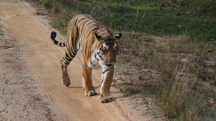 Tiger on The Road at Kanha National Park 