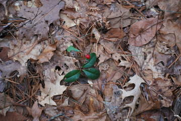 Hollyberry in Spring
