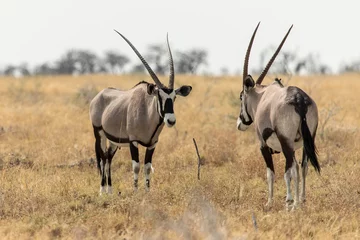 Foto op Aluminium Oryx in the savannah in the heart of Etosha National Park, Namibia © serge