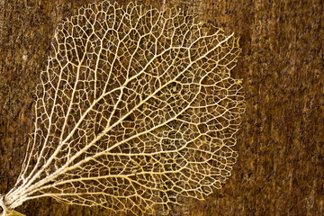 Dried leaf skeleton on a plank of wood