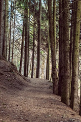 Hiking path in coniferous forest, Stiavnica Mountains, Slovakia