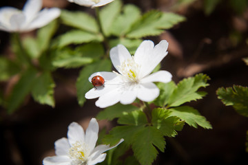 
red ladybug on a white snowdrop on a sunny spring day