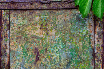 Texture of rusty green metal