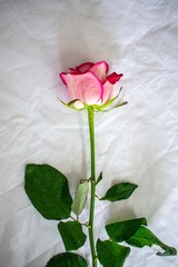 pink rose on black background with copy space for text
