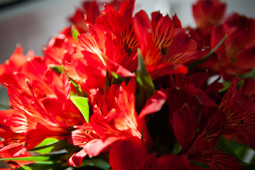
a bouquet of red alstroemeria closeup in the sunlight