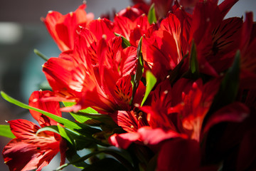 
a bouquet of red alstroemeria closeup in the sunlight