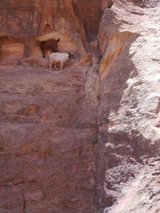 scenery with group of two goats in white and brown standing at a rocky cliff