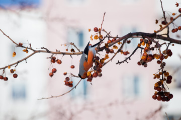 bullfinch on a wild apple tree eats berries against a blue sky