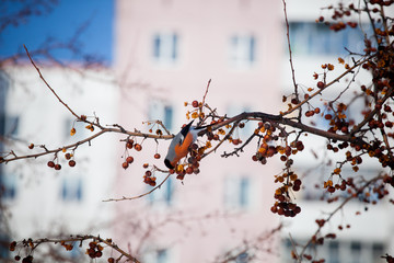 bullfinch on a wild apple tree eats berries against a blue sky