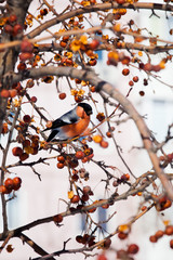 bullfinch on a wild apple tree eats berries against a blue sky