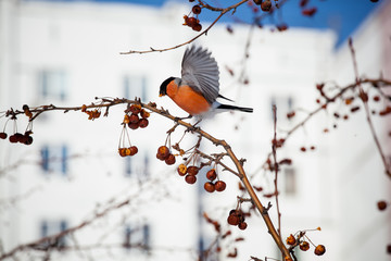 bullfinch on a wild apple tree eats berries against a blue sky