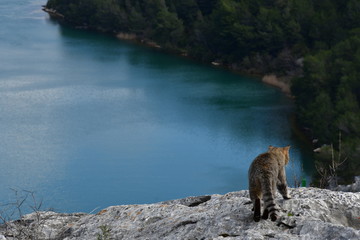 Katze vor Fluss