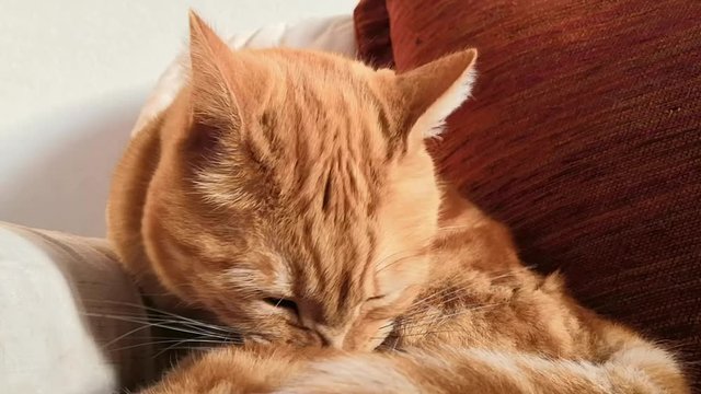 cat lying on the floor