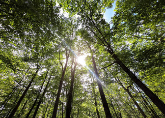 trees in the forest