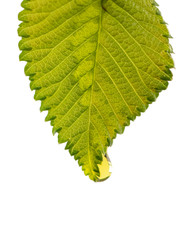 Drops Essential liquid drop on green leaf