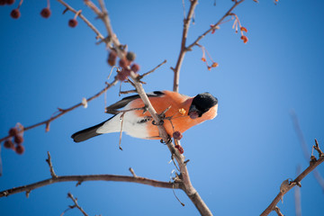 bullfinch sits on a wild apple tree and eats berries against a blue sky