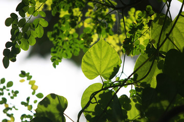 Leaves Tropical forest trees texture background wallpaper